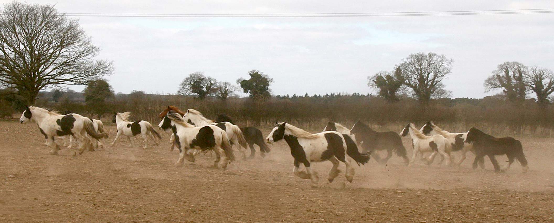 Hillside Animal Sanctuary photo